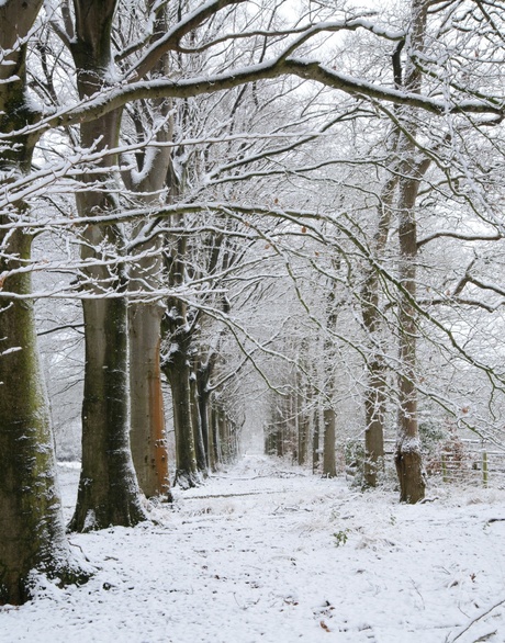 winter in Katlijker bos