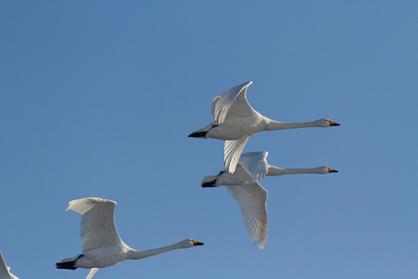 Natuur 09, oostvaarders plassen