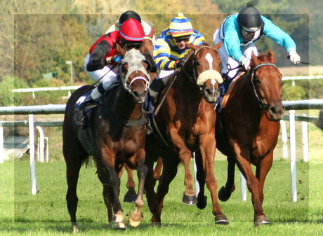 racehorses
