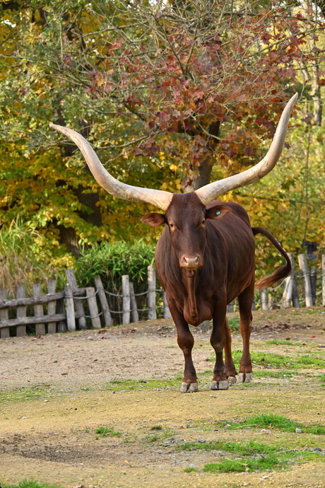 Ankole-Watusi