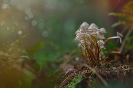 sprookjesbos III (goede kleuren)