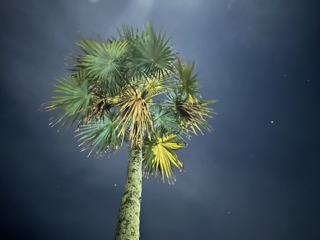 Palmboom bij avond.