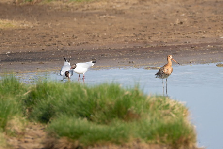 Kokmeeuwen en Grutto in de Schakerloopolder