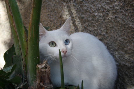 Witte kat met twee kleuren ogen