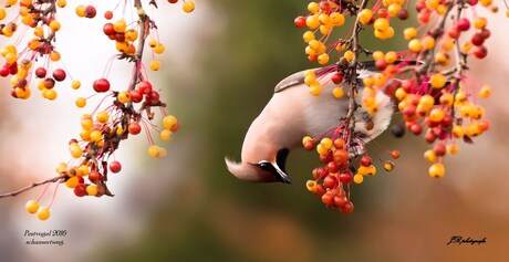 Pestvogel