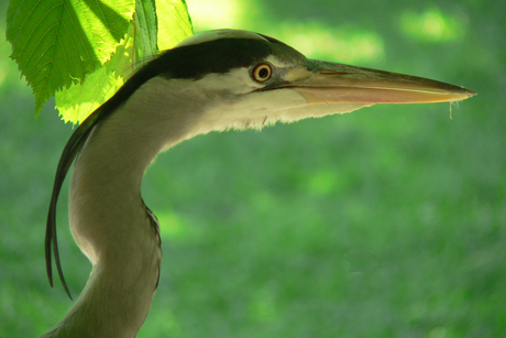 Reiger