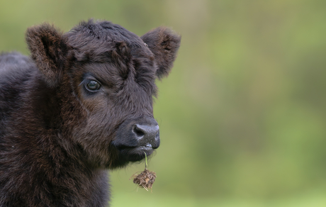 Schots hooglander kalf