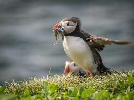 Puffin ready for take off