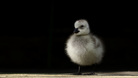 Jonge Canadese gans op bezoek in vogelhut.