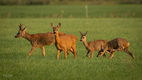 Familie ree met de kids aan het ontbijten.