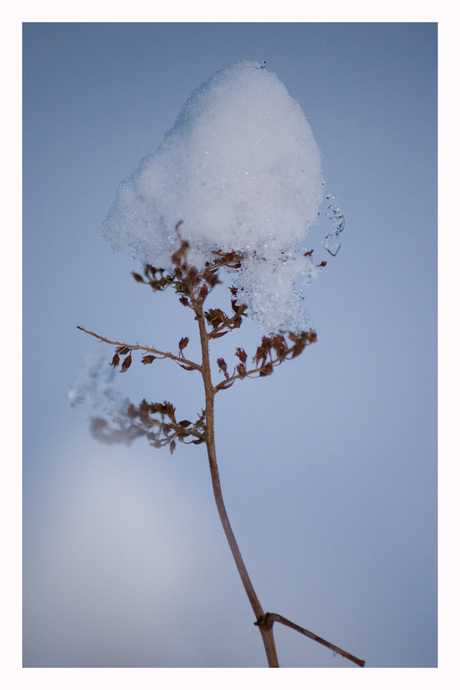 sneeuw hoedje