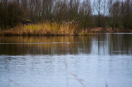 Uiterwaarden IJssel