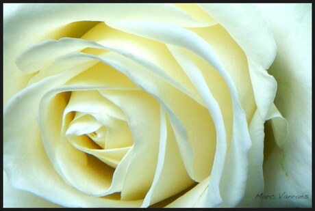 een witte roos