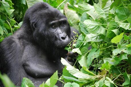 Gorilla Bwindi