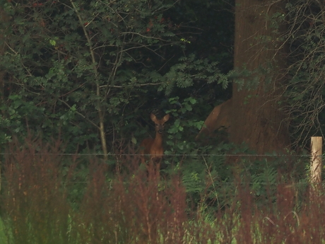 Gluurder, Laat  iin het bos.