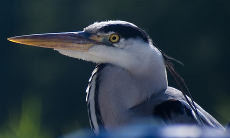 Reiger