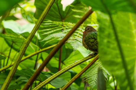 Hiding in the bush