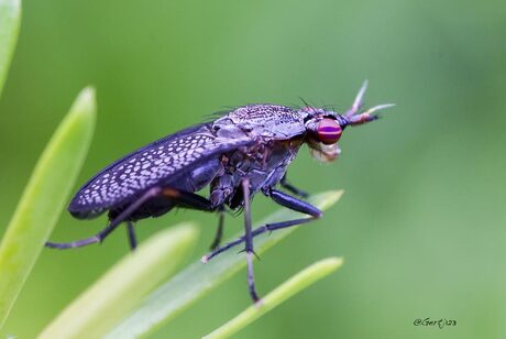 Purple eye fly