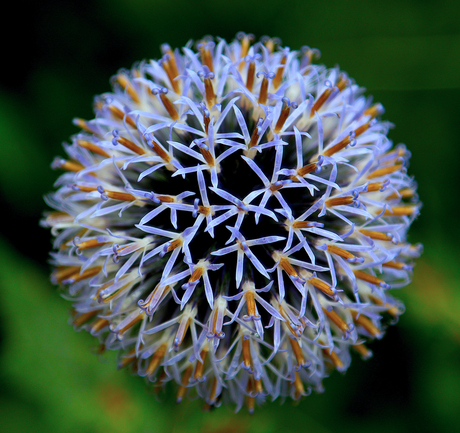 Allium