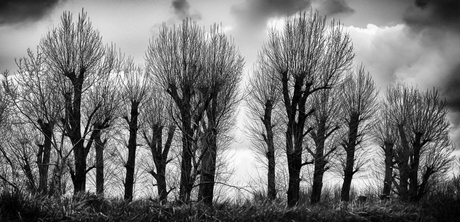 Zwart wit bomen