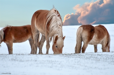 Haflinger