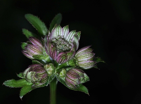 Astrantia nog in de knop