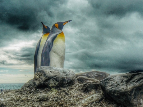 Pinguïns op South Georgia