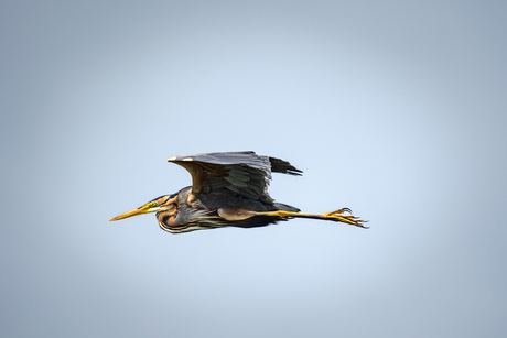 Purperreiger in vlucht