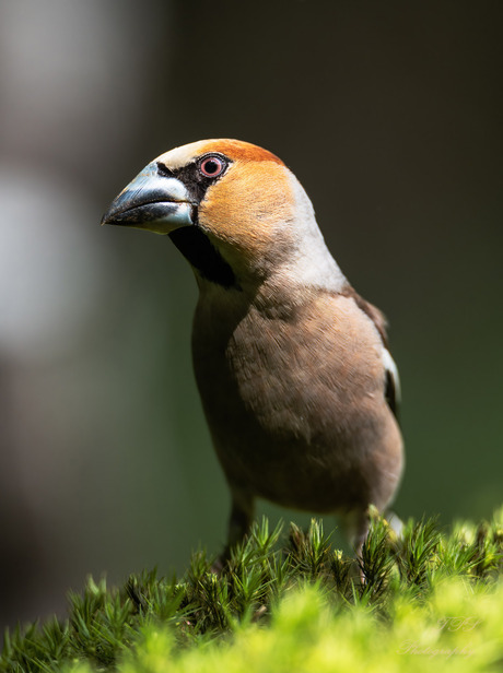 portret van een appelvink