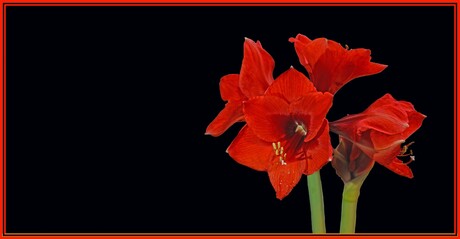 Amaryllis_2026_2