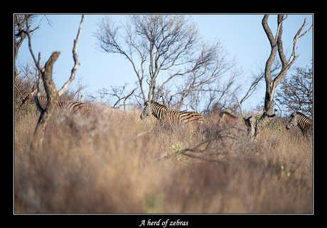 A herd of zebras