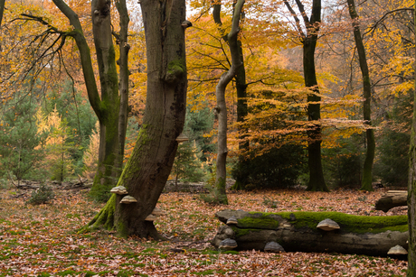 Gezwam in het Speulderbos.