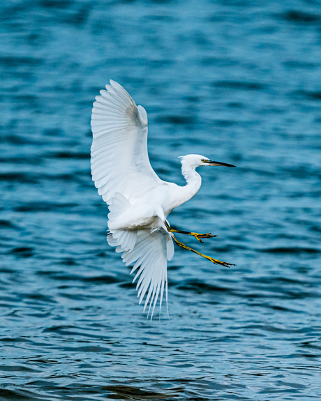 Little Egret