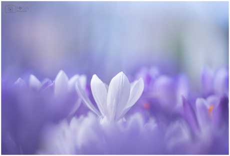 En de allerlaatste uit de serie...