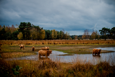 Herfst Huis ter Heide