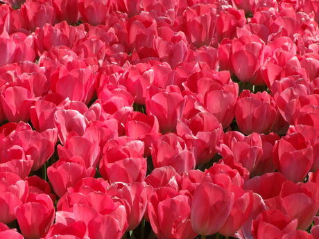 Tulpen uit Istanbul