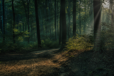 Het bos ontwaakt