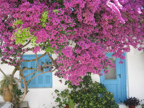 Bougainville