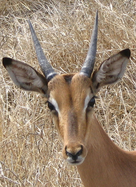 Impala