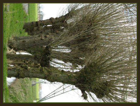 Bomen op een rij