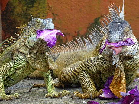 Leguanen