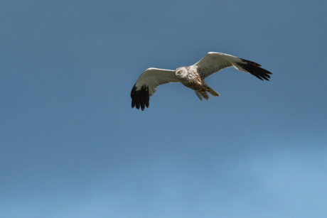 Bruine Kiekendief op jacht