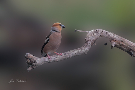 Appelvink