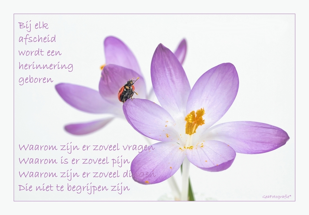 Rust Zacht..* - Vandaag afscheid genomen van een collega.
Veel te vroeg...
veel te jong....

Op de leeftijd van 31 jaar,
laat  hij zijn lieve vrouw en kleine do - foto door GeaFotografie op 02-04-2012 - deze foto bevat: lieveheersbeestje, zinloos geweld
