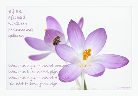 Rust Zacht..* - Vandaag afscheid genomen van een collega.
Veel te vroeg...
veel te jong....

Op de leeftijd van 31 jaar,
laat  hij zijn lieve vrouw en kleine do - foto door GeaFotografie op 02-04-2012 - deze foto bevat: lieveheersbeestje, zinloos geweld