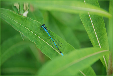 libelle