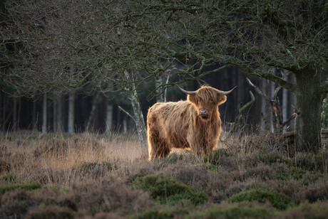 Schotse Hooglander