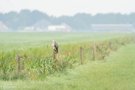 Blonde buizerd