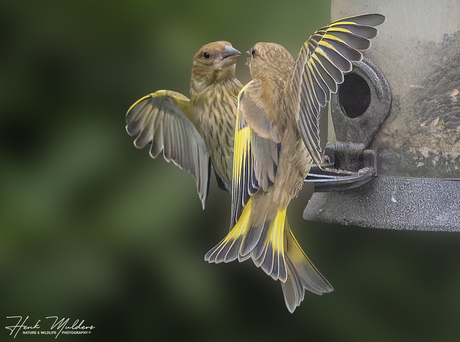 Groenling - Greenfinch (Chloris chloris)