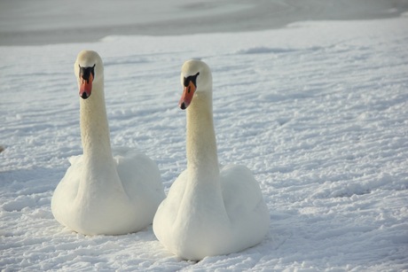 frozen swan lake - Part 2